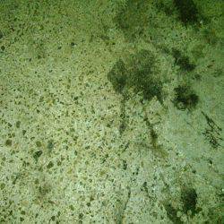 今年初ナイトエギング！